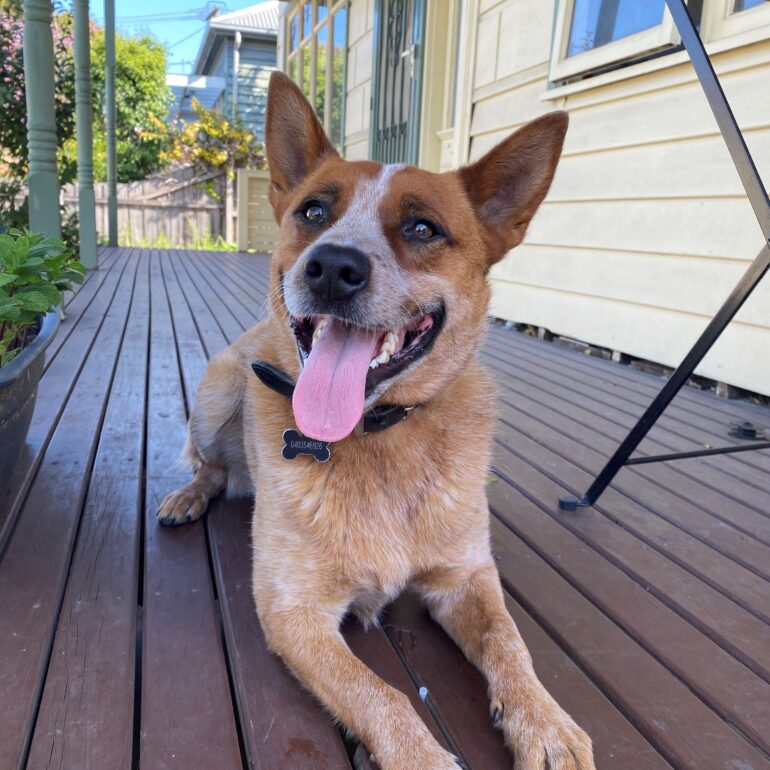 ADOPTED!!! **PICKLE **- Stunning & Smart, 2yo Red ACD, Melbourne area