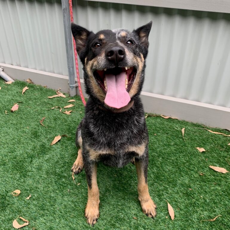 **ADOPTED** Gorgeous Male, blue ACD available for adoption – Eurobodalla Shire Council – SE NSW