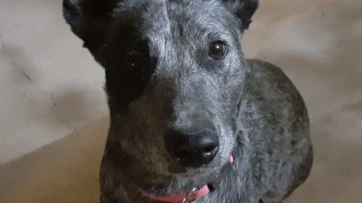 **ADOPTED**”Black Betty” – 1 year old, blue female ASTCD – Michelago NSW (Near Canberra)