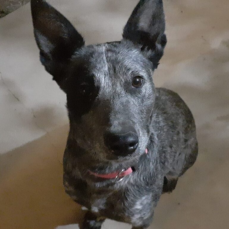 **ADOPTED**”Black Betty” – 1 year old, blue female ASTCD – Michelago NSW (Near Canberra)