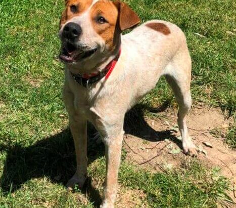 **In Rescue** “Buddy” Cattle Dog x, Male 1yo – DAS Canberra