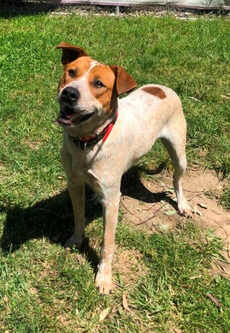 **In Rescue** “Buddy” Cattle Dog x, Male 1yo – DAS Canberra