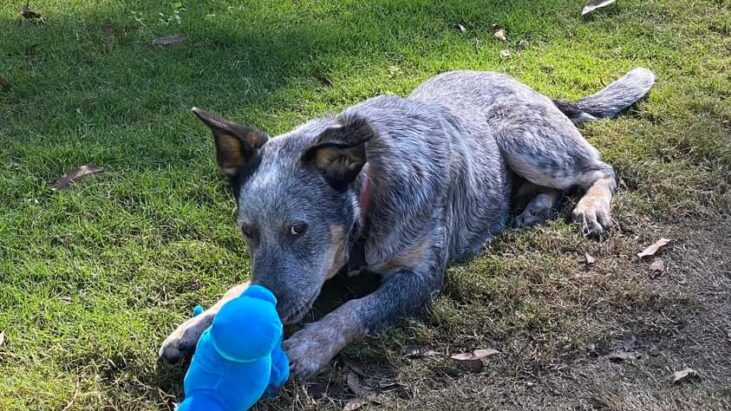 **STAYING WITH HIS FAMILY**HARLEY – Lovely 1yo blue Male ACD x Kelpie, Chambers Flat area QLD