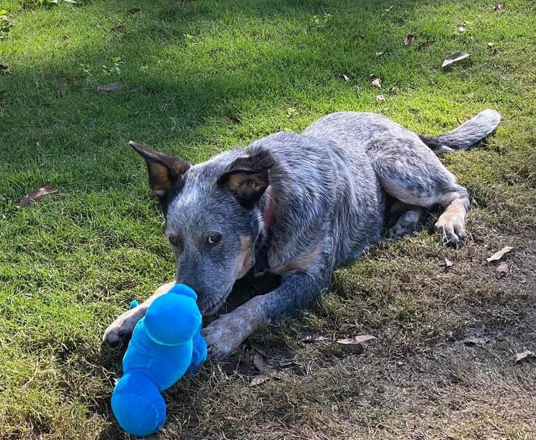 **STAYING WITH HIS FAMILY**HARLEY – Lovely 1yo blue Male ACD x Kelpie, Chambers Flat area QLD