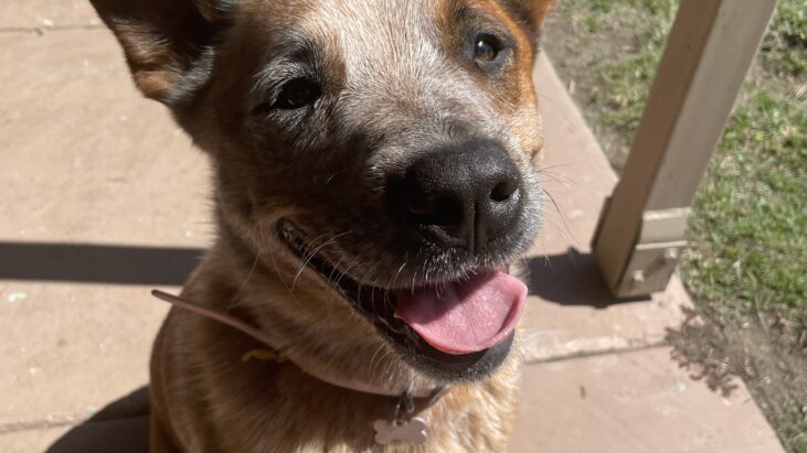 **ADOPTED**”Ellie” – Gorgeous 3yo red female ACD – Brisbane QLD