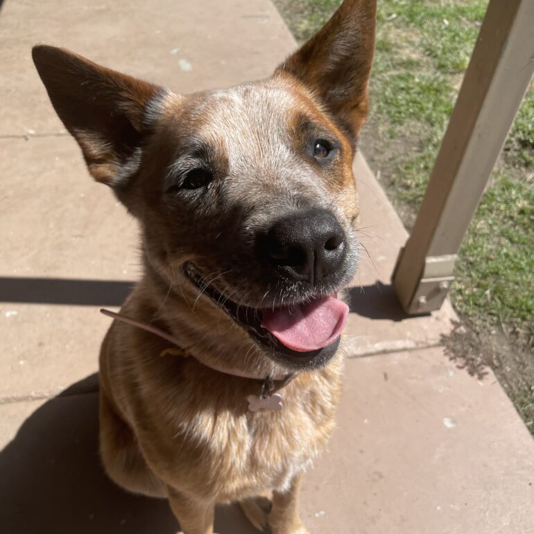 **ADOPTED**”Ellie” – Gorgeous 3yo red female ACD – Brisbane QLD