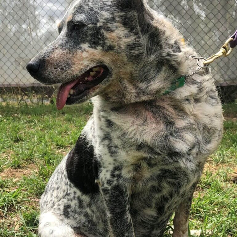 **ADOPTED** “Jynx” – Gorgeous Cattle Dog x – Female, deaf.  DAS Canberra