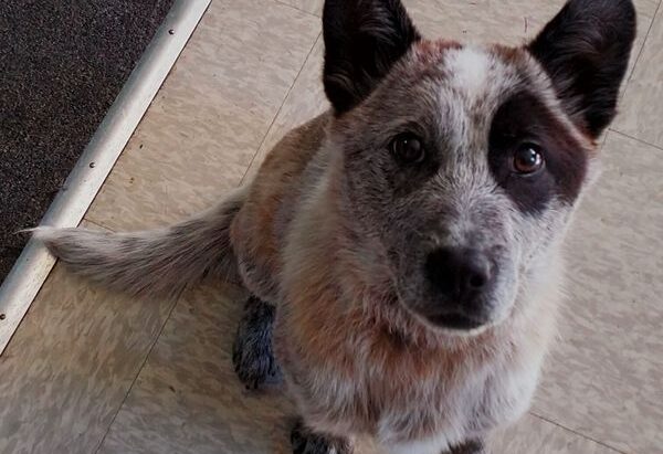 **ADOPTED** Kilby – 1yo Male ACD with loads of potential.  Cowra, NSW