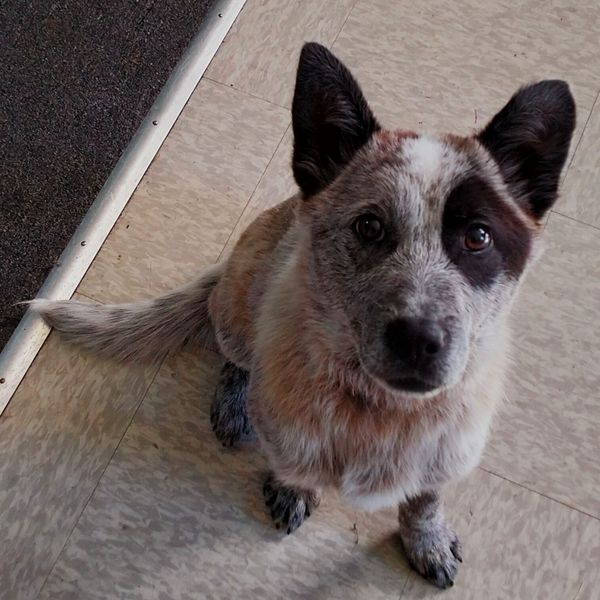 **ADOPTED** Kilby – 1yo Male ACD with loads of potential.  Cowra, NSW