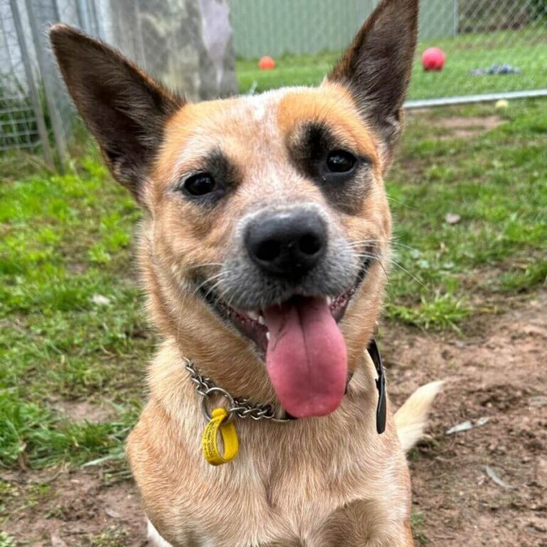 **ADOPTED** Bingo, ACD X, 10months old, Female. Located Canberra ACT