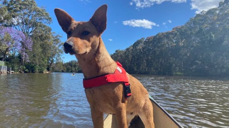 *Staying with his owners!” – “Tex” Lovely, Young Male ASTCD mix – Wyong NSW