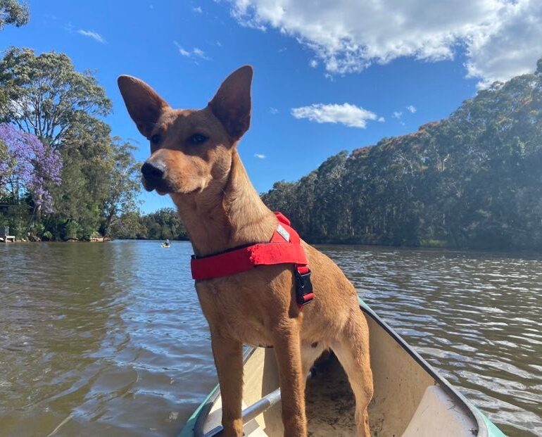 *Staying with his owners!” – “Tex” Lovely, Young Male ASTCD mix – Wyong NSW