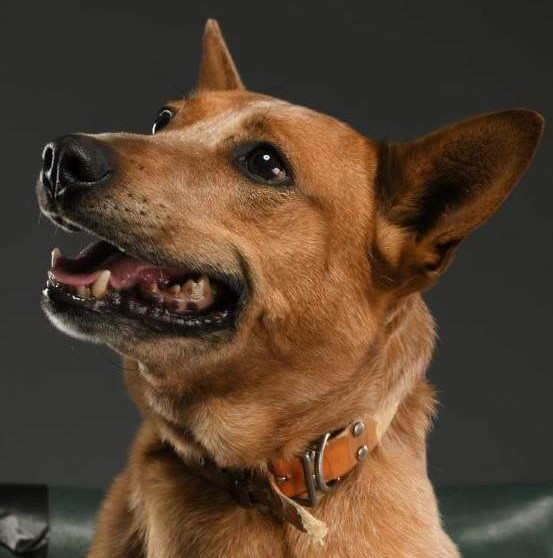 “Ellie”- Red Female ACD, Canberra/Queanbeyan area – Adores her people, but best in an only dog home.