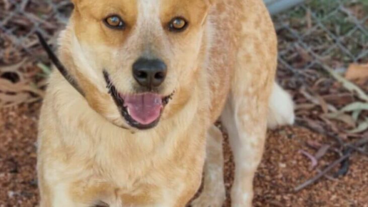 **ADOPTED** ACD X, 12month old Female, Sweet Young Girl looking for some guidance, Queanbeyan Pound NSW #321