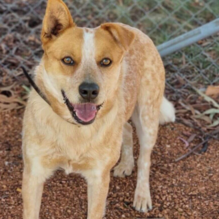 **ADOPTED** ACD X, 12month old Female, Sweet Young Girl looking for some guidance, Queanbeyan Pound NSW #321