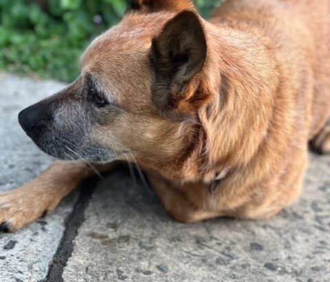 **ADOPTED** “Ruby” Gorgeous, Young, Red ASTCD needing a new home. Sydney NSW