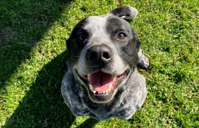 **ADOPTED** ”Ollie” Male ACD X, 6 years old, Goulburn Pound NSW