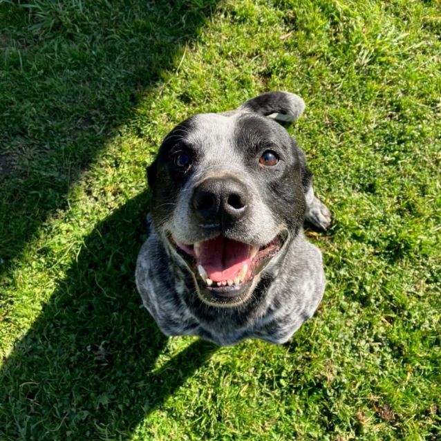 **ADOPTED** ”Ollie” Male ACD X, 6 years old, Goulburn Pound NSW