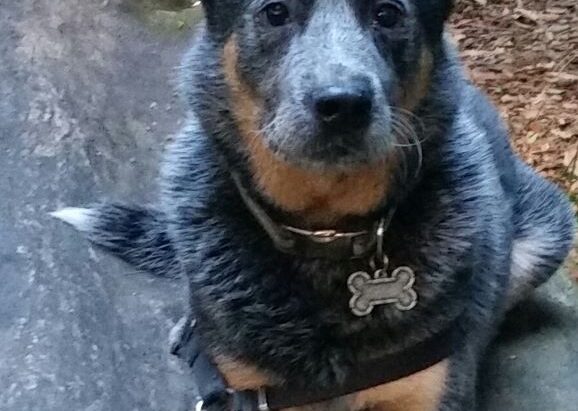 ***ADOPTED***”Sully” (aka Sullivan) – Gorgeous, Pedigree, Mature Male ACD – Canberra ACT