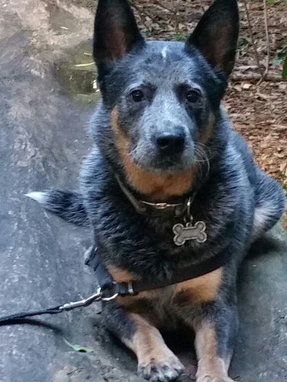 ***ADOPTED***”Sully” (aka Sullivan) – Gorgeous, Pedigree, Mature Male ACD – Canberra ACT