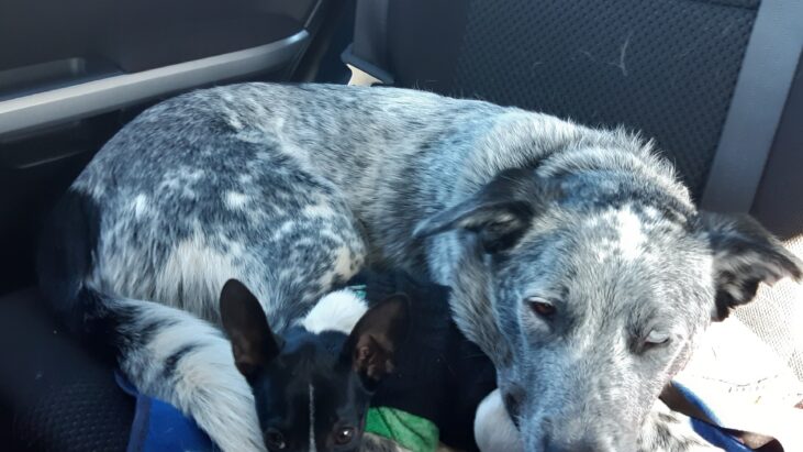 **ADOPTED**”Dex” – 11 month old ACD x Kelpie, lovely natured boy, Cecil Plains, Queensland