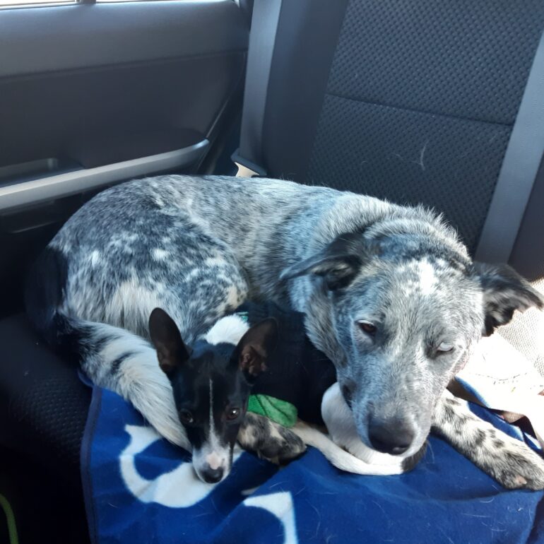 **ADOPTED**”Dex” – 11 month old ACD x Kelpie, lovely natured boy, Cecil Plains, Queensland