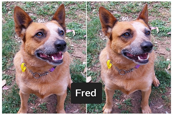 **ADOPTED** Fred – Stunning red male ACD, 3 Years – DAS Canberra