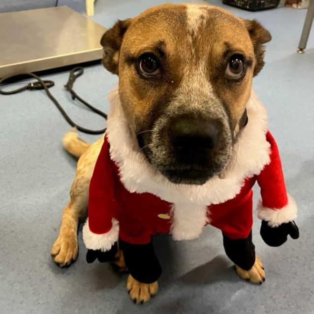 **ADOPTED** Gavin – 8months old, Small Male ACD x, lovely young boy – Goulburn Mulwaree Council