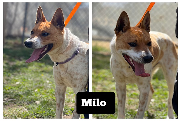 **ADOPTED** Milo – 11 month old Cattle Dog x Kelpie seeks forever home – DAS Canberra