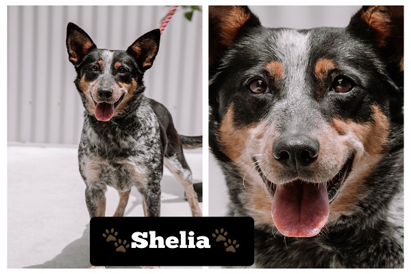 **ADOPTED**Sheila – 9yo Blue Cattle Dog x.  Lovely girl seeks forever home – DAS Canberra