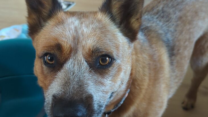 ***ADOPTED***”Tilly” – Gorgeous Red Female ACD – Penrith NSW