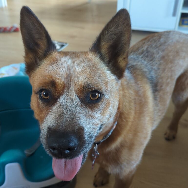 ***ADOPTED***”Tilly” – Gorgeous Red Female ACD – Penrith NSW