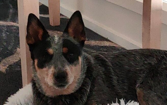 **ADOPTED** Lyddy – Beautiful young ACD female seeks capable and committed owner – Ulverstone Tasmania