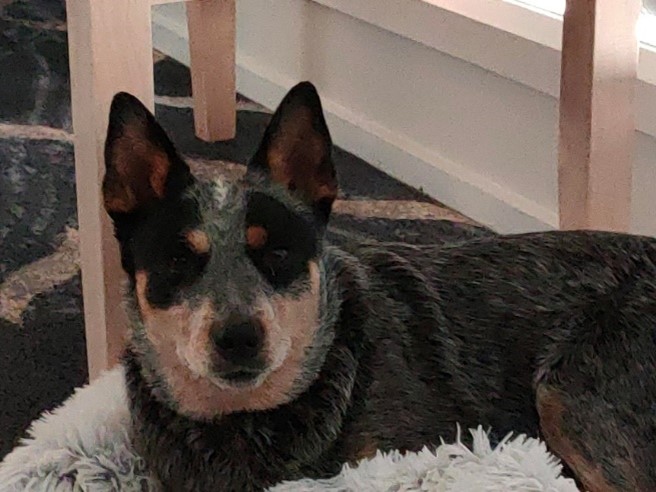 **ADOPTED** Lyddy – Beautiful young ACD female seeks capable and committed owner – Ulverstone Tasmania