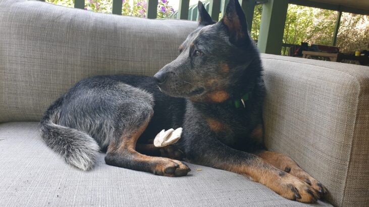 **ADOPTED** Diesel – Handsome, clever, 4yo Blue Male ACD, Trawool VIC