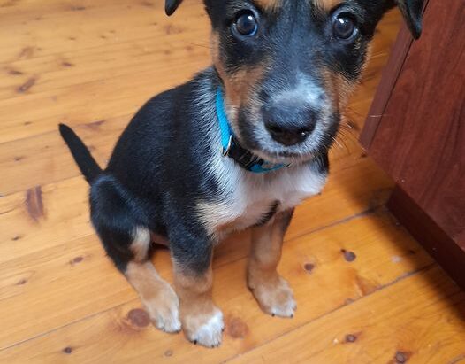 **ADOPTED** Salvadore – 16 week old ACD/Kelpie mix seeks home with working dog experience – Bellingen NSW