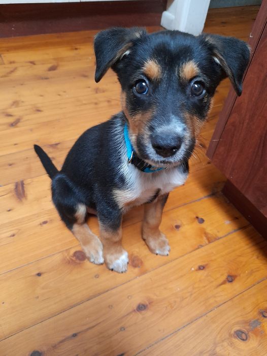 **ADOPTED** Salvadore – 16 week old ACD/Kelpie mix seeks home with working dog experience – Bellingen NSW