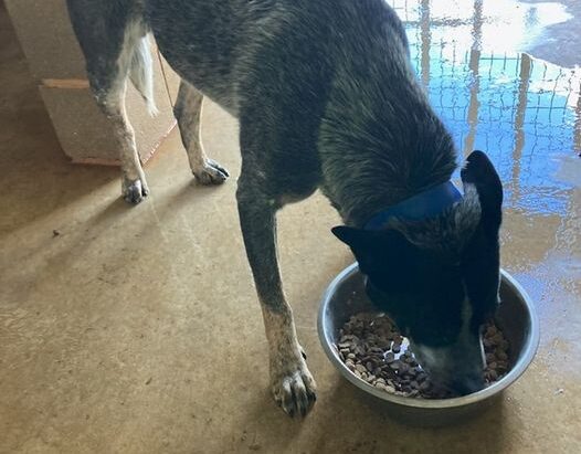 **ADOPTED** Archie – Young, blue Male ACD – Gundagai Pound, NSW