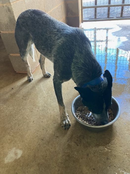 **ADOPTED** Archie – Young, blue Male ACD – Gundagai Pound, NSW