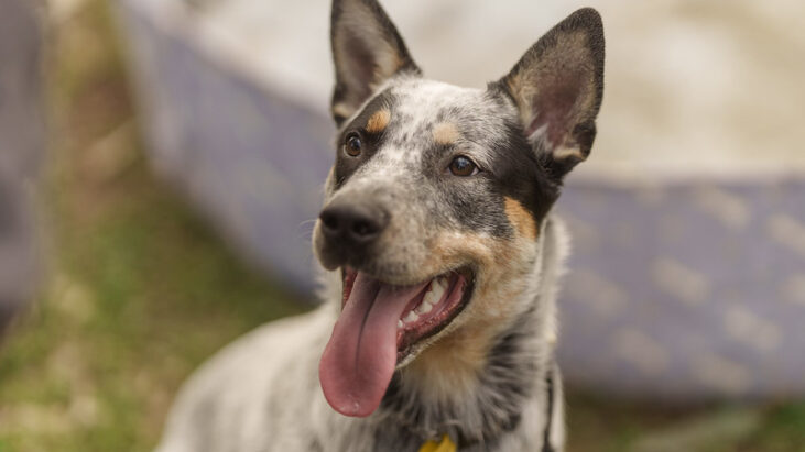 **ADOPTED** Bluey – sweet deaf 7 month old stumpy tail ACD – DAS Canberra