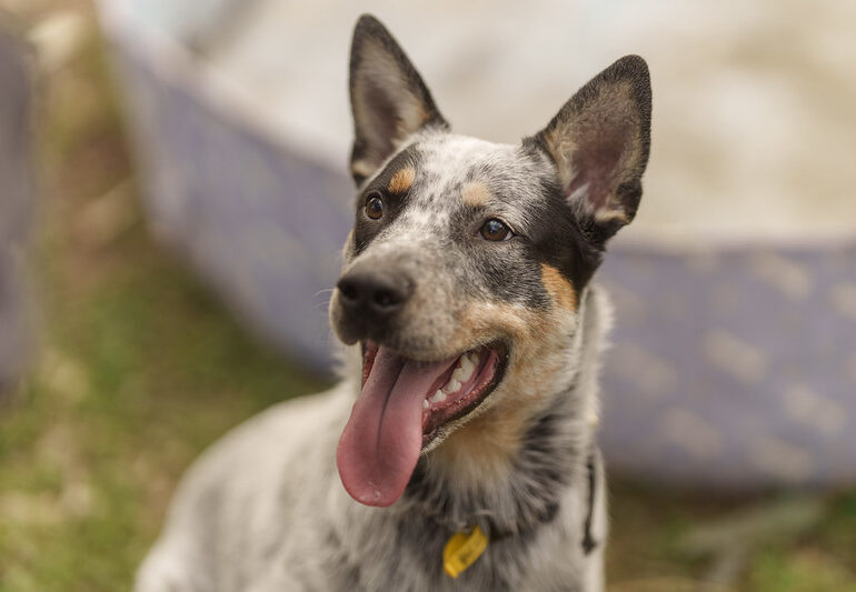 **ADOPTED** Bluey – sweet deaf 7 month old stumpy tail ACD – DAS Canberra