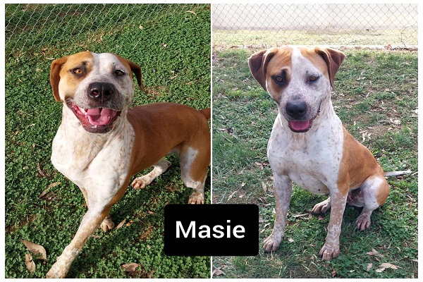 **ADOPTED** Masie – 2 year old ACD X seeking forever home – DAS Canberra