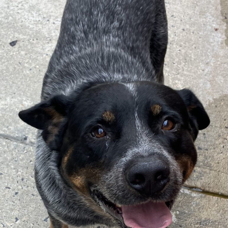 **ADOPTED** Chubs –  lovely young blue ACD seeking forever home – QPRC Pound, Queanbeyan NSW