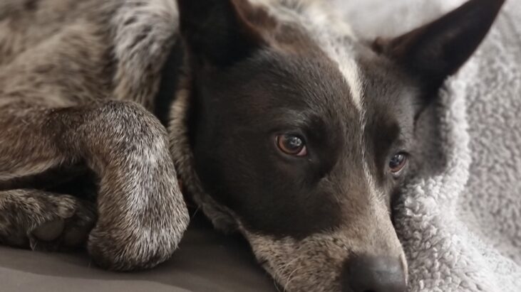 **ADOPTED** “Buddy”, blue male ACD, 4yo, lovely temperament – Riverstone NSW