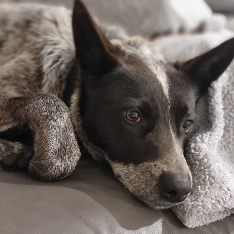 **ADOPTED** “Buddy”, blue male ACD, 4yo, lovely temperament – Riverstone NSW