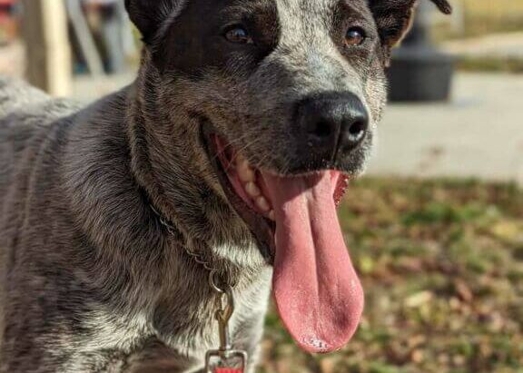 **ADOPTED** Jeff – 1 year old, Sweet social stumpy tail ACD looking for a forever home with another dog – Queanbeyan Pound, NSW