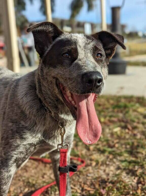 **ADOPTED** Jeff – 1 year old, Sweet social stumpy tail ACD looking for a forever home with another dog – Queanbeyan Pound, NSW