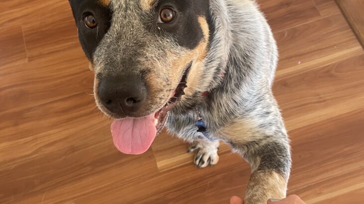 **ADOPTED** “Banjo” – 14mo Blue Male ACD, active and intelligent seeks new owner – Wollongong NSW