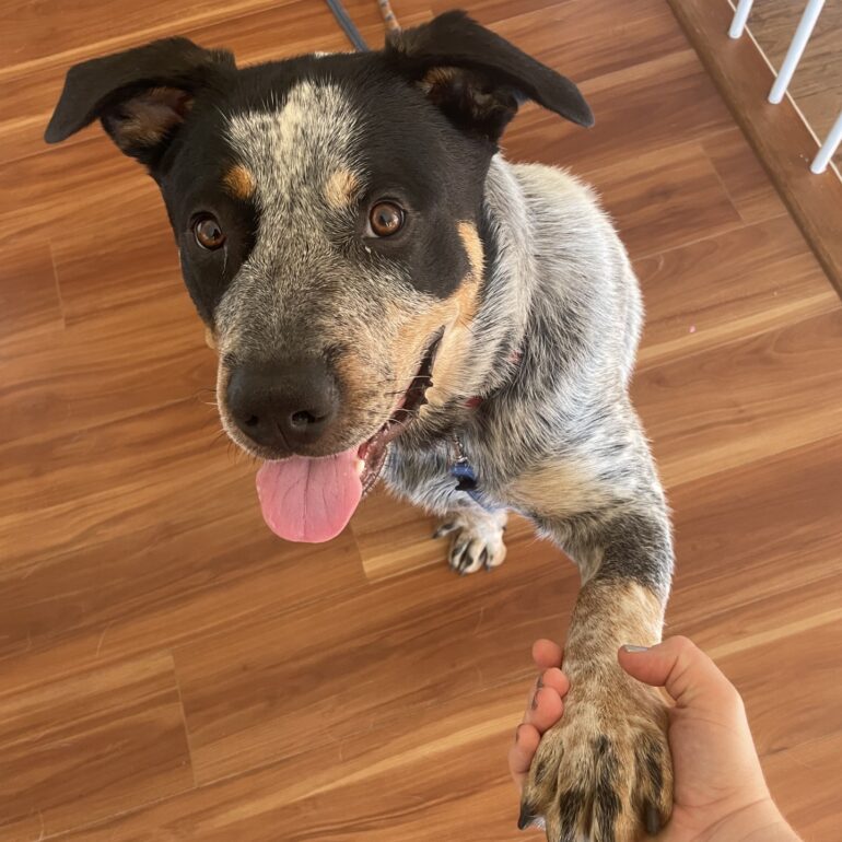 **ADOPTED** “Banjo” – 14mo Blue Male ACD, active and intelligent seeks new owner – Wollongong NSW