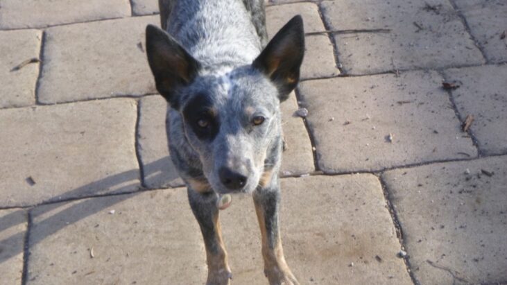 **ADOPTED** “Tidda” – Pretty, 11mo, blue female ACD seeks active new home.  Maldon Victoria.